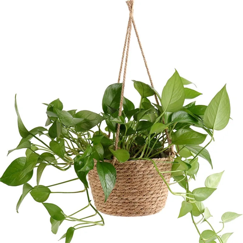 Indoor Gardens & Houseplant Care