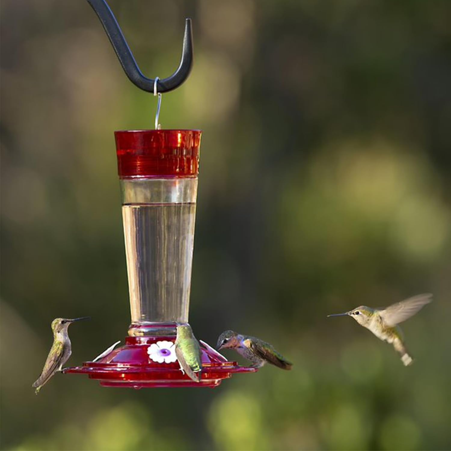 Bird Health+ Ruby Hummingbird Feeder, Glass Hummingbird Feeders for Outdoors, 4 Feeding Stations, 10 Ounces, Ruby Red